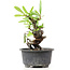 Pyracantha, 13 cm, ± 8 years old