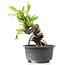 Pyracantha, 13 cm, ± 8 Jahre alt