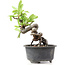 Pyracantha, 13 cm, ± 8 years old