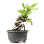 Pyracantha, 13 cm, ± 8 Jahre alt