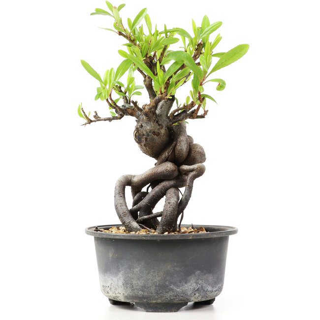 Pyracantha, 15 cm, ± 8 Jahre alt