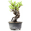 Pyracantha, 15 cm, ± 8 years old