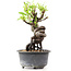 Pyracantha, 15 cm, ± 8 years old