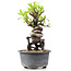 Pyracantha, 15 cm, ± 8 years old