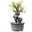 Pyracantha, 15 cm, ± 8 years old