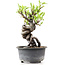 Pyracantha, 15 cm, ± 8 Jahre alt