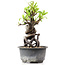 Pyracantha, 15 cm, ± 8 years old