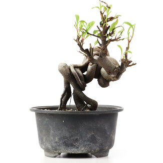 Pyracantha, 11 cm, ± 8 years old