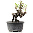 Pyracantha, 11 cm, ± 8 jaar oud