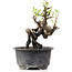 Pyracantha, 11 cm, ± 8 years old