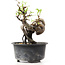 Pyracantha, 11 cm, ± 8 jaar oud