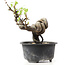 Pyracantha, 11 cm, ± 8 years old