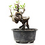 Pyracantha, 11 cm, ± 8 years old