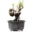 Pyracantha, 11 cm, ± 8 years old