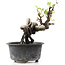 Pyracantha, 11 cm, ± 8 years old