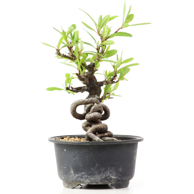 Pyracantha, 14 cm, ± 8 anni