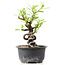 Pyracantha, 14 cm, ± 8 Jahre alt