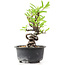 Pyracantha, 14 cm, ± 8 years old