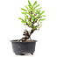 Pyracantha, 14 cm, ± 8 anni