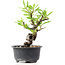 Pyracantha, 14 cm, ± 8 anni