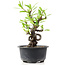 Pyracantha, 14 cm, ± 8 anni