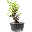 Pyracantha, 14 cm, ± 8 Jahre alt