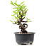 Pyracantha, 14 cm, ± 8 years old