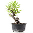 Pyracantha, 14 cm, ± 8 years old