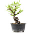 Pyracantha, 14 cm, ± 8 jaar oud