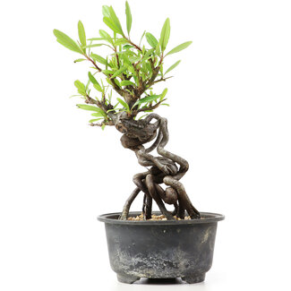 Pyracantha, 15 cm, ± 8 years old