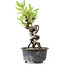 Pyracantha, 15 cm, ± 8 years old