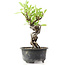 Pyracantha, 15 cm, ± 8 jaar oud