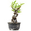 Pyracantha, 15 cm, ± 8 years old