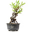 Pyracantha, 15 cm, ± 8 years old