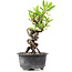 Pyracantha, 15 cm, ± 8 years old