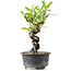 Pyracantha, 15 cm, ± 8 Jahre alt