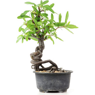 Pyracantha, 17 cm, ± 8 jaar oud