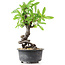 Pyracantha, 17 cm, ± 8 years old