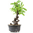 Pyracantha, 17 cm, ± 8 years old