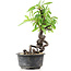 Pyracantha, 17 cm, ± 8 anni