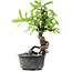 Pyracantha, 17 cm, ± 8 anni