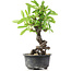 Pyracantha, 17 cm, ± 8 years old