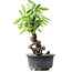 Pyracantha, 17 cm, ± 8 years old