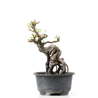 Pyracantha, 13 cm, ± 8 Jahre alt