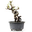 Pyracantha, 13 cm, ± 8 Jahre alt