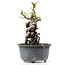 Pyracantha, 13 cm, ± 8 Jahre alt