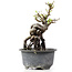 Pyracantha, 13 cm, ± 8 years old