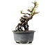 Pyracantha, 13 cm, ± 8 Jahre alt