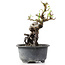 Pyracantha, 13 cm, ± 8 years old