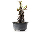 Pyracantha, 13 cm, ± 8 years old